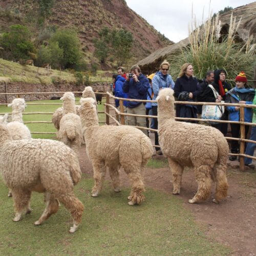 SACRED VALLEY -3L
