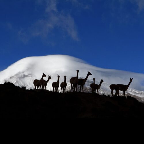 ECUADOR_0022_AR PN ANDES CHIMBORAZO RESERVAS FAUNISTICA 044
