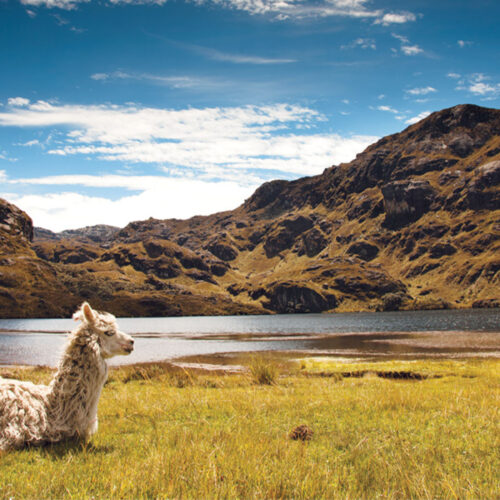 LAT-140_0007_llamas_cajas