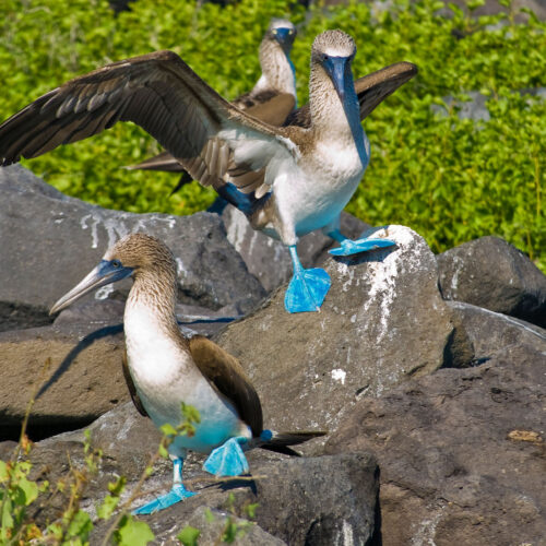 2500 125_0002_Blue Footed Booby