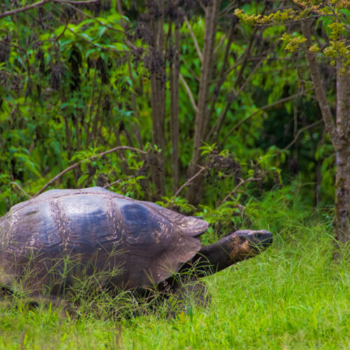 2500 125_0007_archipel_animals5