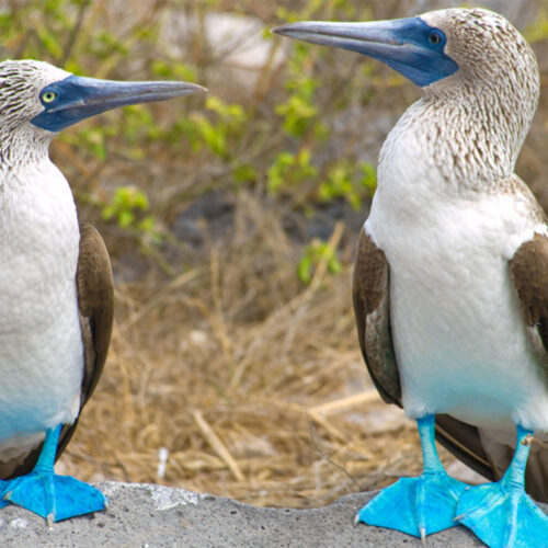 2500 125_0008_archipel_animals4