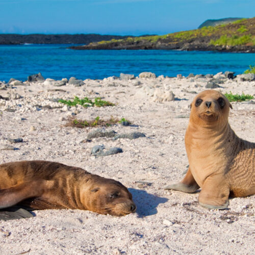 2500 125_0009_archipel_animals3
