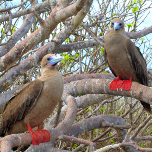 2500 125_0010_archipel_animals2