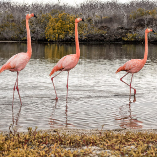 ENDEMIC_0005_J - Ago 24 (32) C-FLAMINGOS-1