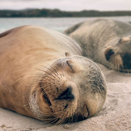 ENDEMIC_0008_J - Ago 24 (6) C-SEA LIONS